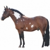 https://www.americanbreeder.com/images/com_adsmanager/categories/888cat_t.jpg