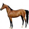 https://www.americanbreeder.com/images/com_adsmanager/categories/889cat_t.jpg