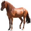 https://www.americanbreeder.com/images/com_adsmanager/categories/890cat_t.jpg