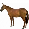 https://www.americanbreeder.com/images/com_adsmanager/categories/891cat_t.jpg