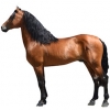 https://www.americanbreeder.com/images/com_adsmanager/categories/893cat_t.jpg