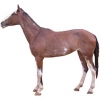 https://www.americanbreeder.com/images/com_adsmanager/categories/896cat_t.jpg
