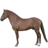 https://www.americanbreeder.com/images/com_adsmanager/categories/897cat_t.jpg