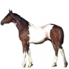 https://www.americanbreeder.com/images/com_adsmanager/categories/899cat_t.jpg