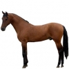 https://www.americanbreeder.com/images/com_adsmanager/categories/900cat_t.jpg