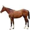 https://www.americanbreeder.com/images/com_adsmanager/categories/901cat_t.jpg