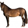 https://www.americanbreeder.com/images/com_adsmanager/categories/902cat_t.jpg