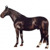 https://www.americanbreeder.com/images/com_adsmanager/categories/903cat_t.jpg