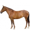 https://www.americanbreeder.com/images/com_adsmanager/categories/905cat_t.jpg