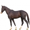 https://www.americanbreeder.com/images/com_adsmanager/categories/906cat_t.jpg