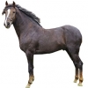https://www.americanbreeder.com/images/com_adsmanager/categories/908cat_t.jpg