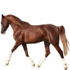 https://www.americanbreeder.com/images/com_adsmanager/categories/909cat_t.jpg