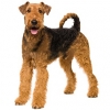 https://www.americanbreeder.com/images/com_adsmanager/categories/90cat_t.jpg
