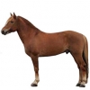 https://www.americanbreeder.com/images/com_adsmanager/categories/910cat_t.jpg