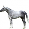https://www.americanbreeder.com/images/com_adsmanager/categories/912cat_t.jpg