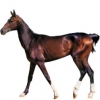 https://www.americanbreeder.com/images/com_adsmanager/categories/913cat_t.jpg