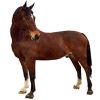 https://www.americanbreeder.com/images/com_adsmanager/categories/919cat_t.jpg