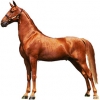 https://www.americanbreeder.com/images/com_adsmanager/categories/920cat_t.jpg