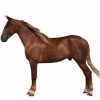 https://www.americanbreeder.com/images/com_adsmanager/categories/921cat_t.jpg