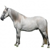 https://www.americanbreeder.com/images/com_adsmanager/categories/922cat_t.jpg