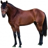 https://www.americanbreeder.com/images/com_adsmanager/categories/923cat_t.jpg