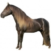 https://www.americanbreeder.com/images/com_adsmanager/categories/925cat_t.jpg