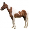 https://www.americanbreeder.com/images/com_adsmanager/categories/926cat_t.jpg
