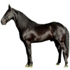 https://www.americanbreeder.com/images/com_adsmanager/categories/927cat_t.jpg