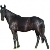 https://www.americanbreeder.com/images/com_adsmanager/categories/928cat_t.jpg