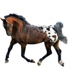 https://www.americanbreeder.com/images/com_adsmanager/categories/929cat_t.jpg