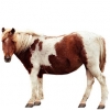 https://www.americanbreeder.com/images/com_adsmanager/categories/930cat_t.jpg