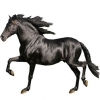 https://www.americanbreeder.com/images/com_adsmanager/categories/932cat_t.jpg