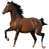 https://www.americanbreeder.com/images/com_adsmanager/categories/933cat_t.jpg