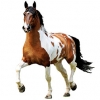 https://www.americanbreeder.com/images/com_adsmanager/categories/934cat_t.jpg