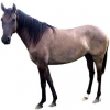 https://www.americanbreeder.com/images/com_adsmanager/categories/935cat_t.jpg