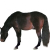 https://www.americanbreeder.com/images/com_adsmanager/categories/936cat_t.jpg