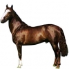 https://www.americanbreeder.com/images/com_adsmanager/categories/937cat_t.jpg