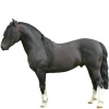 https://www.americanbreeder.com/images/com_adsmanager/categories/938cat_t.jpg