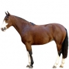 https://www.americanbreeder.com/images/com_adsmanager/categories/939cat_t.jpg