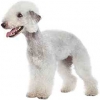 https://www.americanbreeder.com/images/com_adsmanager/categories/93cat_t.jpg
