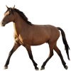 https://www.americanbreeder.com/images/com_adsmanager/categories/943cat_t.jpg