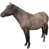 https://www.americanbreeder.com/images/com_adsmanager/categories/944cat_t.jpg