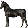 https://www.americanbreeder.com/images/com_adsmanager/categories/945cat_t.jpg