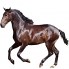 https://www.americanbreeder.com/images/com_adsmanager/categories/946cat_t.jpg