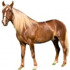 https://www.americanbreeder.com/images/com_adsmanager/categories/947cat_t.jpg