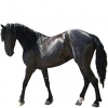 https://www.americanbreeder.com/images/com_adsmanager/categories/948cat_t.jpg