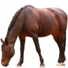 https://www.americanbreeder.com/images/com_adsmanager/categories/949cat_t.jpg