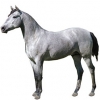 https://www.americanbreeder.com/images/com_adsmanager/categories/951cat_t.jpg