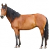 https://www.americanbreeder.com/images/com_adsmanager/categories/952cat_t.jpg
