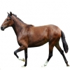https://www.americanbreeder.com/images/com_adsmanager/categories/953cat_t.jpg